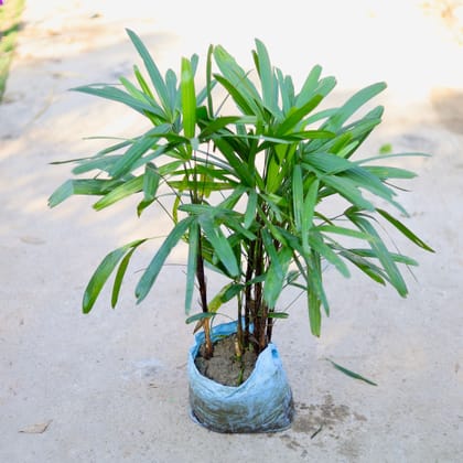 Buy Raphis Palm in 10 Inch Nursery bag | Urvann.com