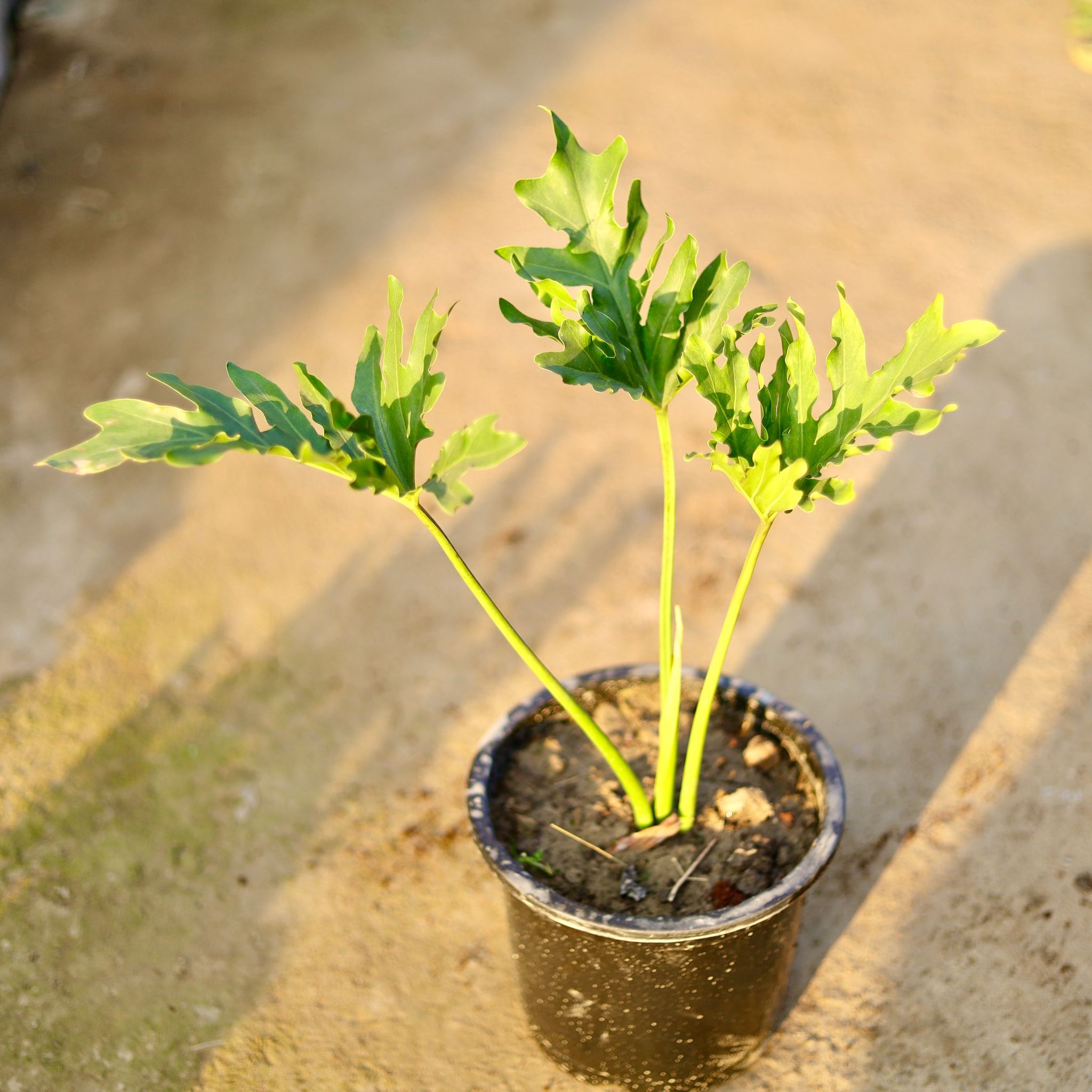 Philodendron Selloum in 8 Inch Nursery Pot