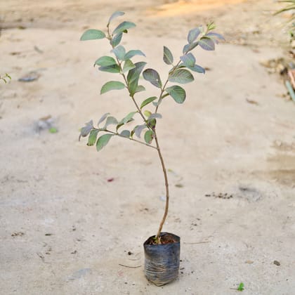 Buy Amrood / Guava in 8 Inch Nursery bag | Urvann.com