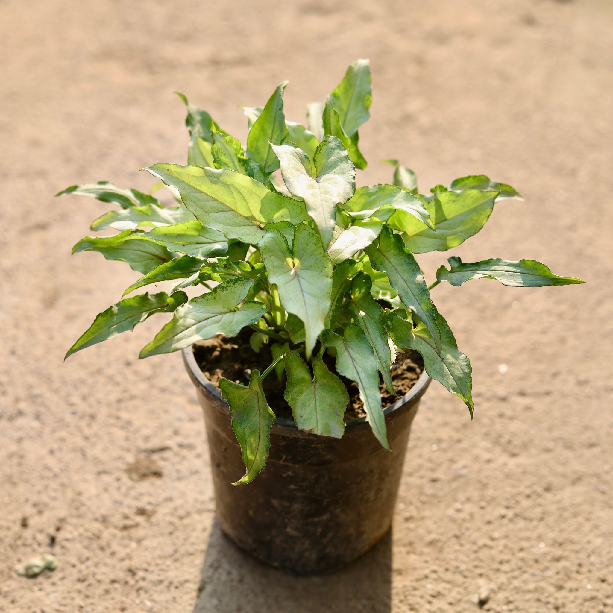 Syngonium Yammi in 5 Inch Nursery Pot