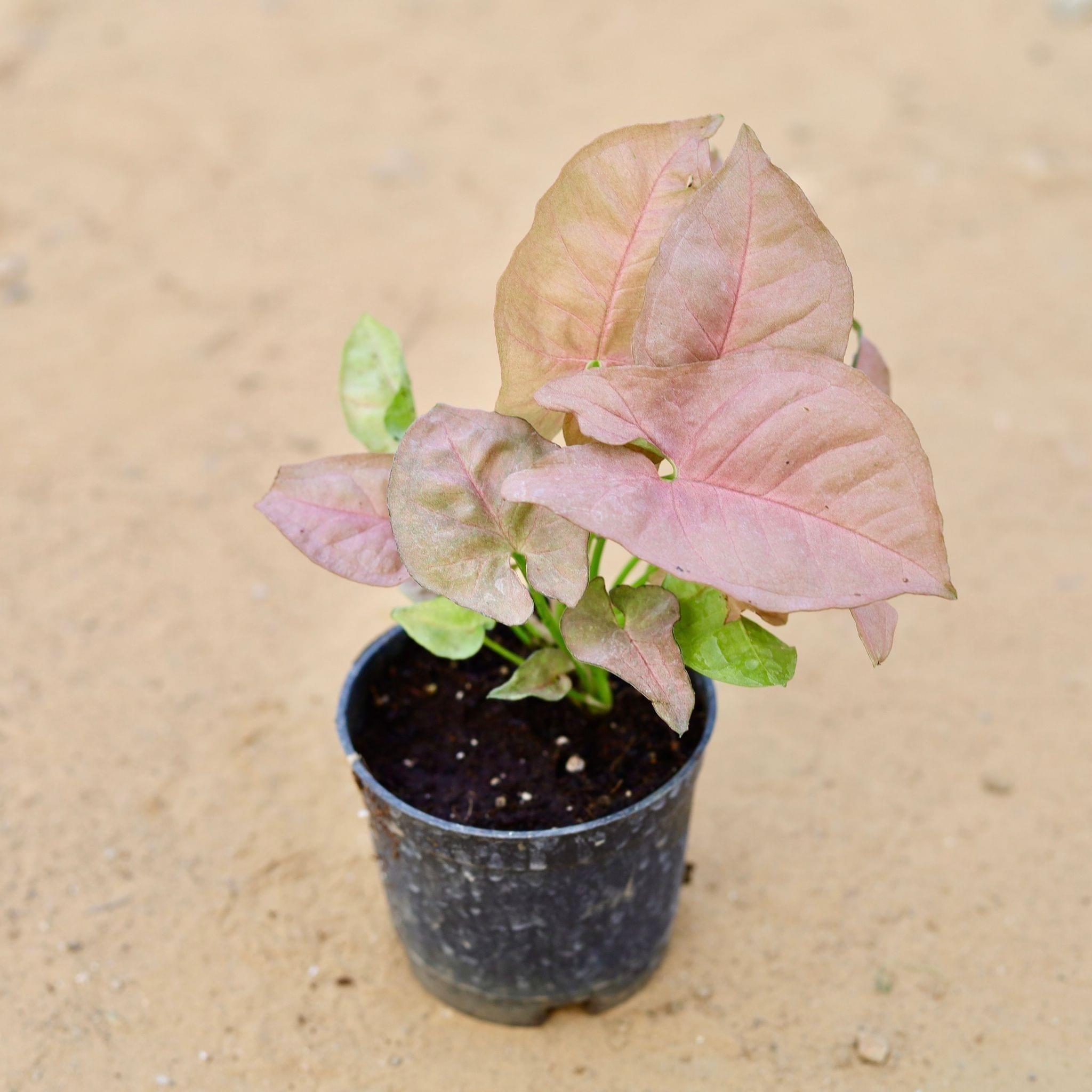 Syngonium Pink in 4 Inch Nursery Pot
