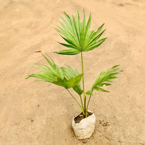 China / Fan Palm (~ 1.5 Ft) in 4 Inch Nursery Bag