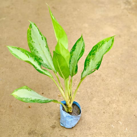 Air Purifying - Aglaonema Broad Leaf in 4 Inch Nursery Bag