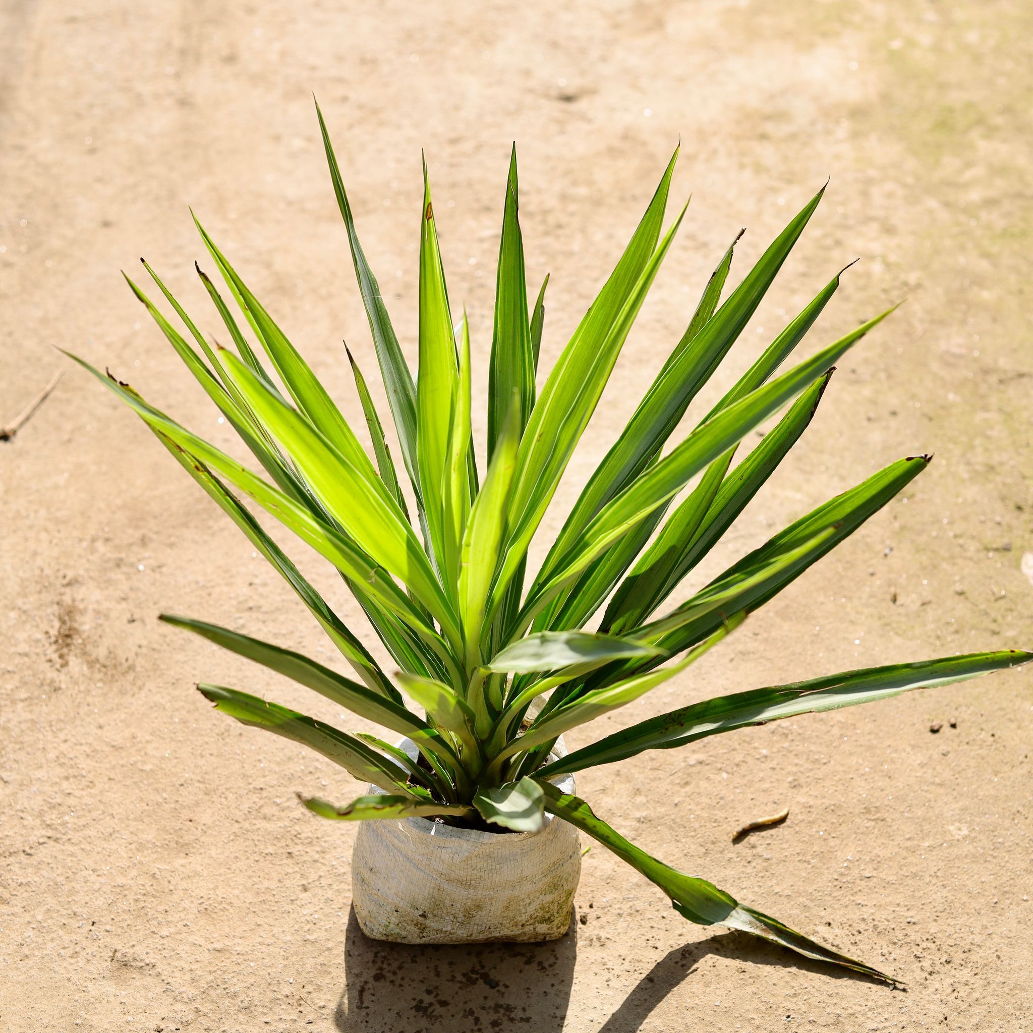 Silver Yucca in 8 Inch Nursery Bag