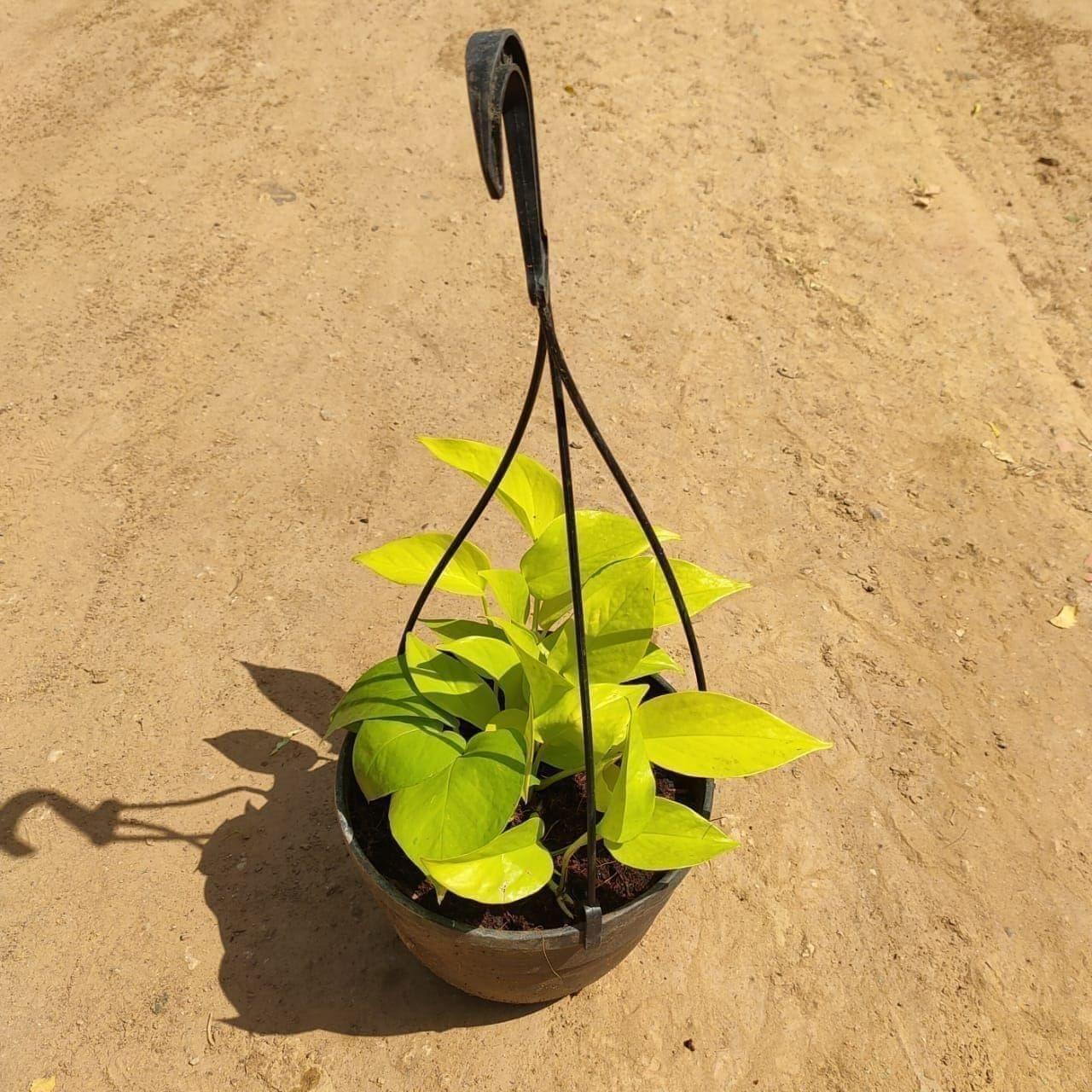 Golden Money Plant in 8 Inch Hanging Basket
