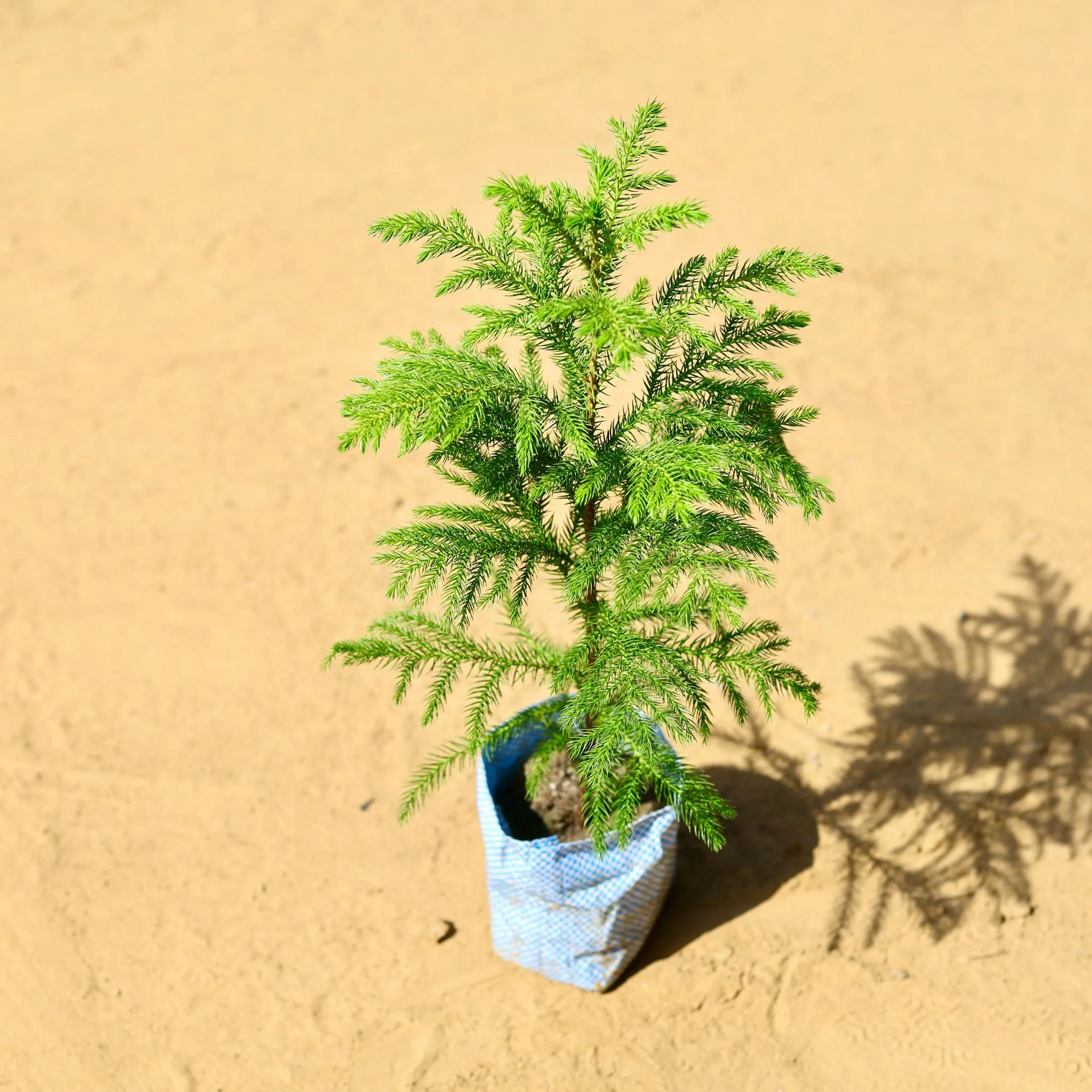 Araucaria / Christmas Tree in 5 Inch Nursery Bag