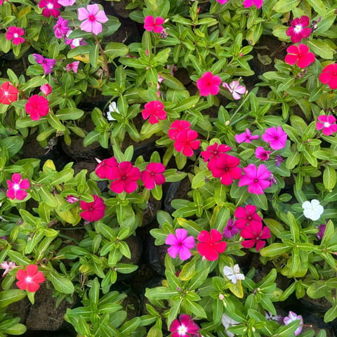 Set of 3 - Vinca / Periwinkle / Sadabahar (any colour) in 3 Inch Nursery bag