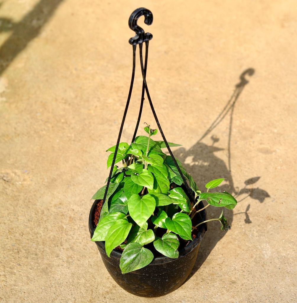 Money Plant Green in 8 Inch Black Hanging Basket Money Plant Green in 8 Inch Black Hanging Basket