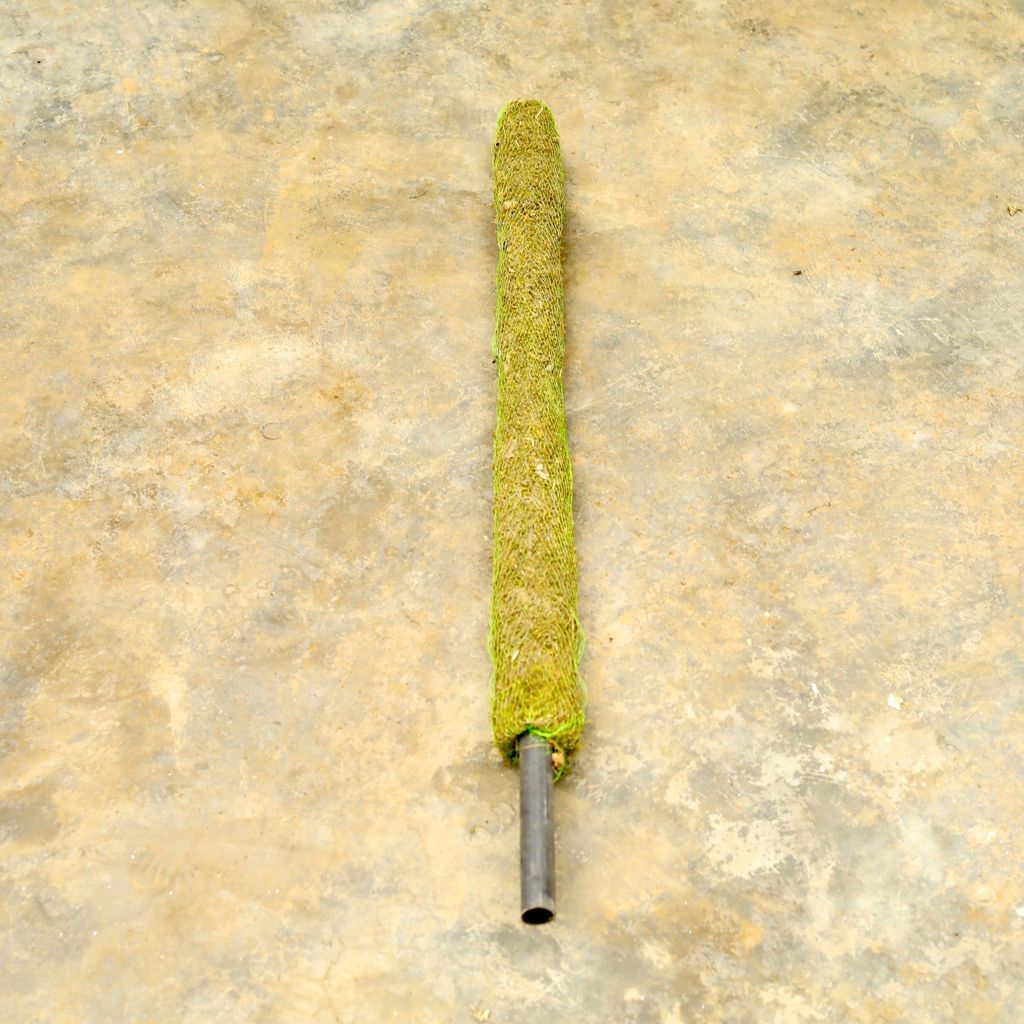 Buy Moss Stick (~ 3 Ft) Online | Urvann.com Moss Stick - 3 Ft