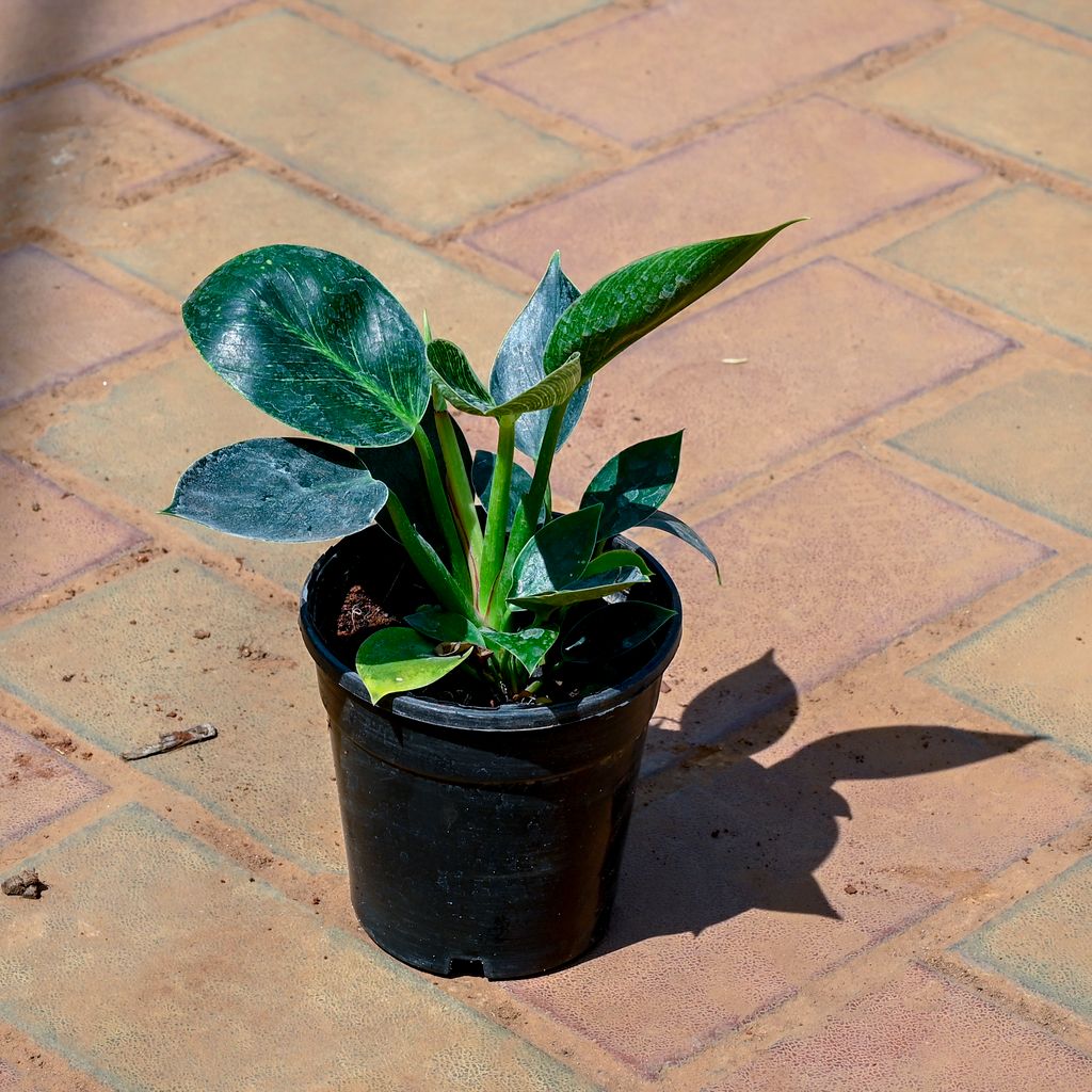 Buy Philodendron Barkin in 4 Inch Nursery Pot Online | Urvann.com Philodendron Barkin in 4 Inch Nursery Pot