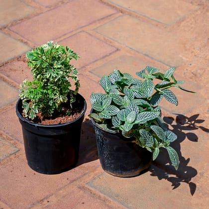 Buy Set of 2 - Fittonia & Aralia Variegated in 4 Inch Nursery Pot Online | Urvann.com