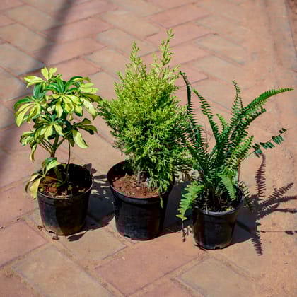 Buy Set of 3 - Schefflera Variegated, Golden Cypress & Fern Green in 5 Inch Nursery Pot Online | Urvann.com
