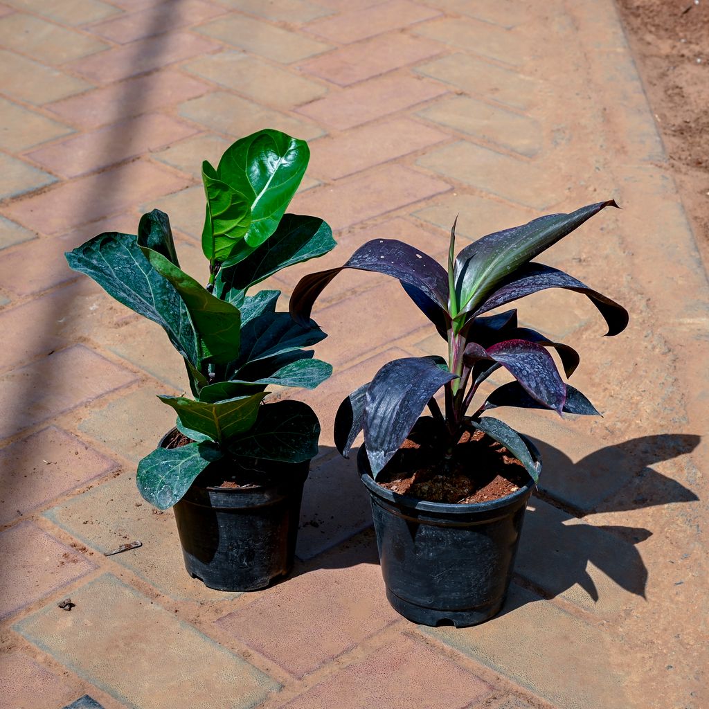 Set of 2 - Fiddle Leaf & Dracaena Rosea  in 5 Inch Nursery Pot