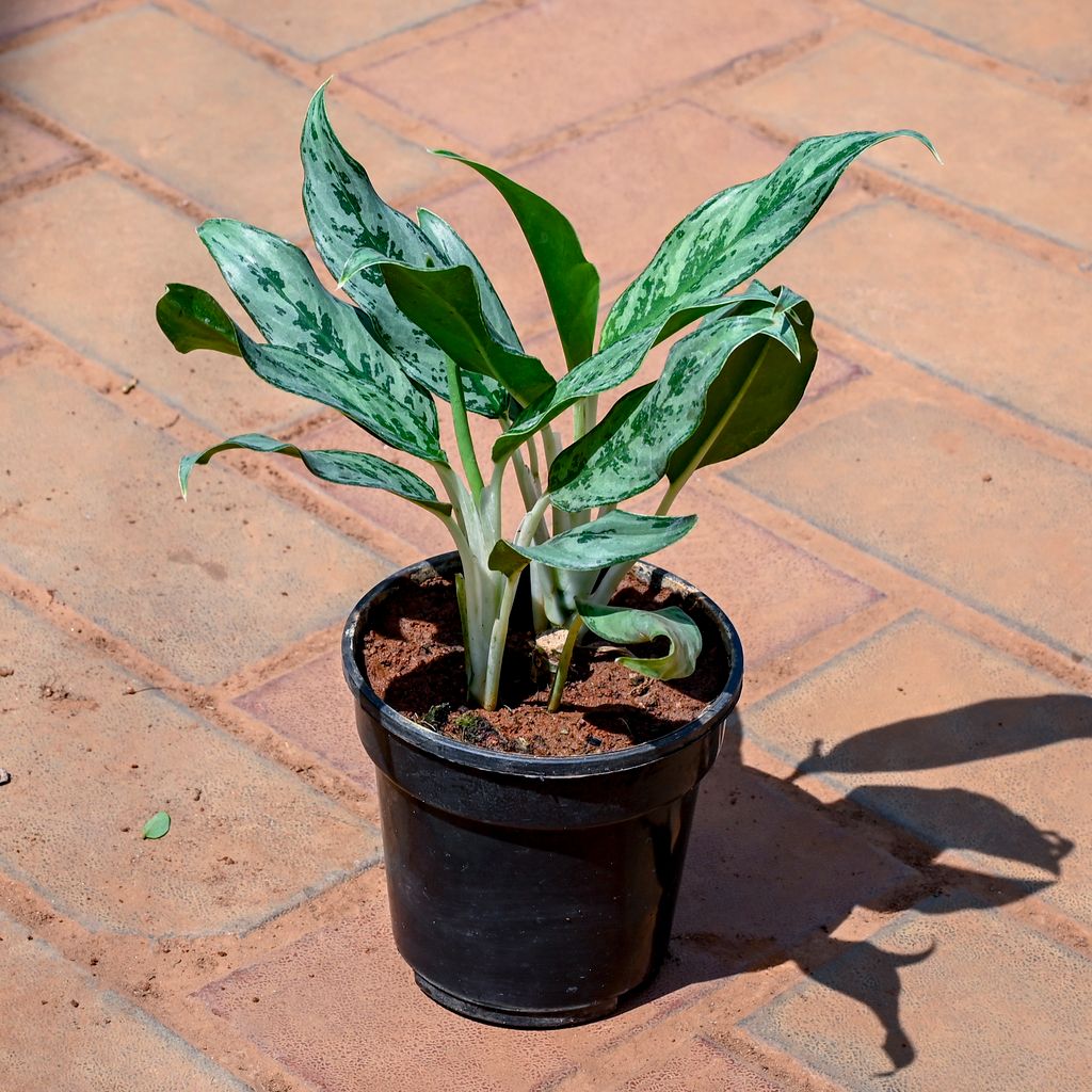 Buy Aglaonema Silver Queen in 5 Inch Nursery Pot Online | Urvann.com Aglaonema Silver Queen in 5 Inch Nursery Pot