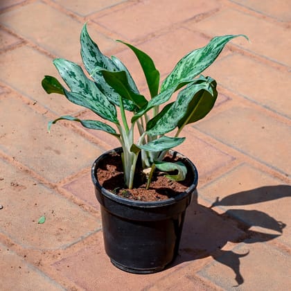 Buy Aglaonema Silver Queen in 5 Inch Nursery Pot Online | Urvann.com