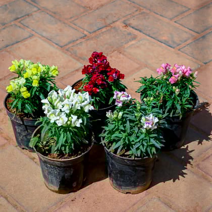 Buy Set of 5 - Antirrhinum Majus / Dog Flower (Any Colour) in 4 Inch Nursery Pot Online | Urvann.com