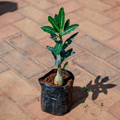Buy Adenium Grafted (Any Colour) in 4 Inch Nursery Pot Online | Urvann.com