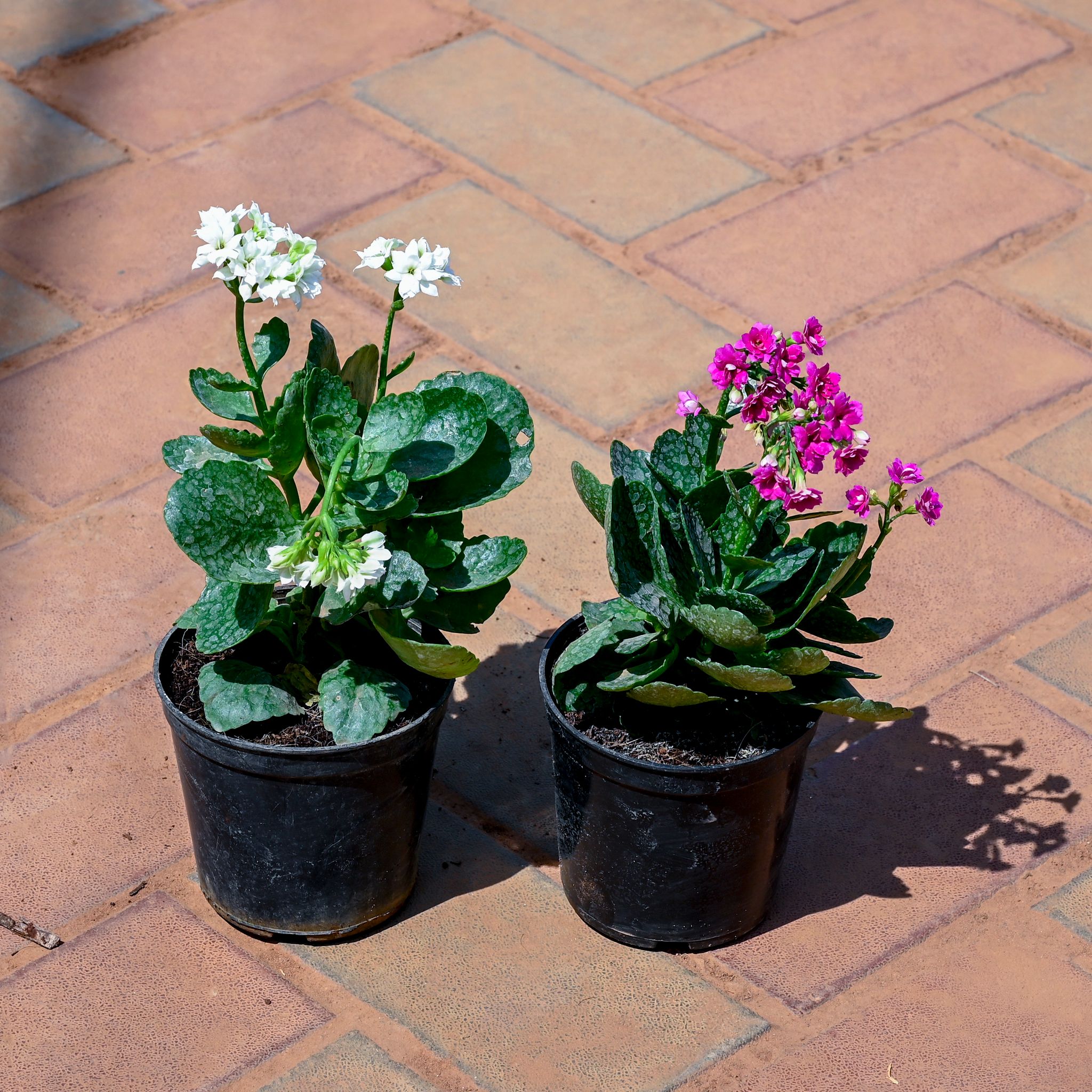 Set of 2 - Kalanchoe Pink & Kalanchoe White in 4 Inch Nursery Pot