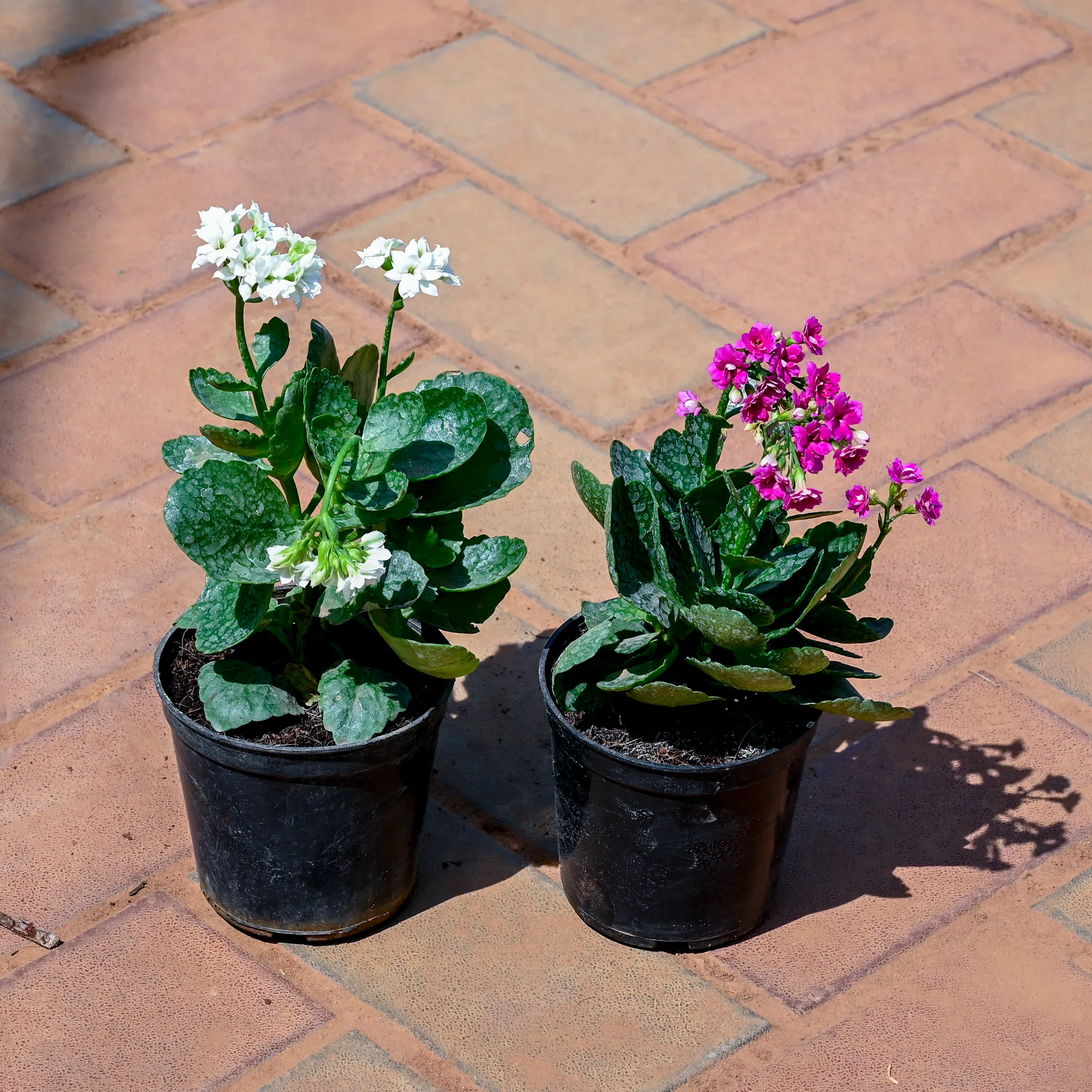 Set of 2 - Kalanchoe Pink & Kalanchoe White in 4 Inch Nursery Pot