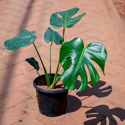 Buy Monstera Deliciosa in 7 Inch Nursery Pot Online | Urvann.com