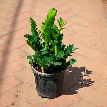 Buy Zz Plant in 8 Inch Nursery Pot Online | Urvann.com