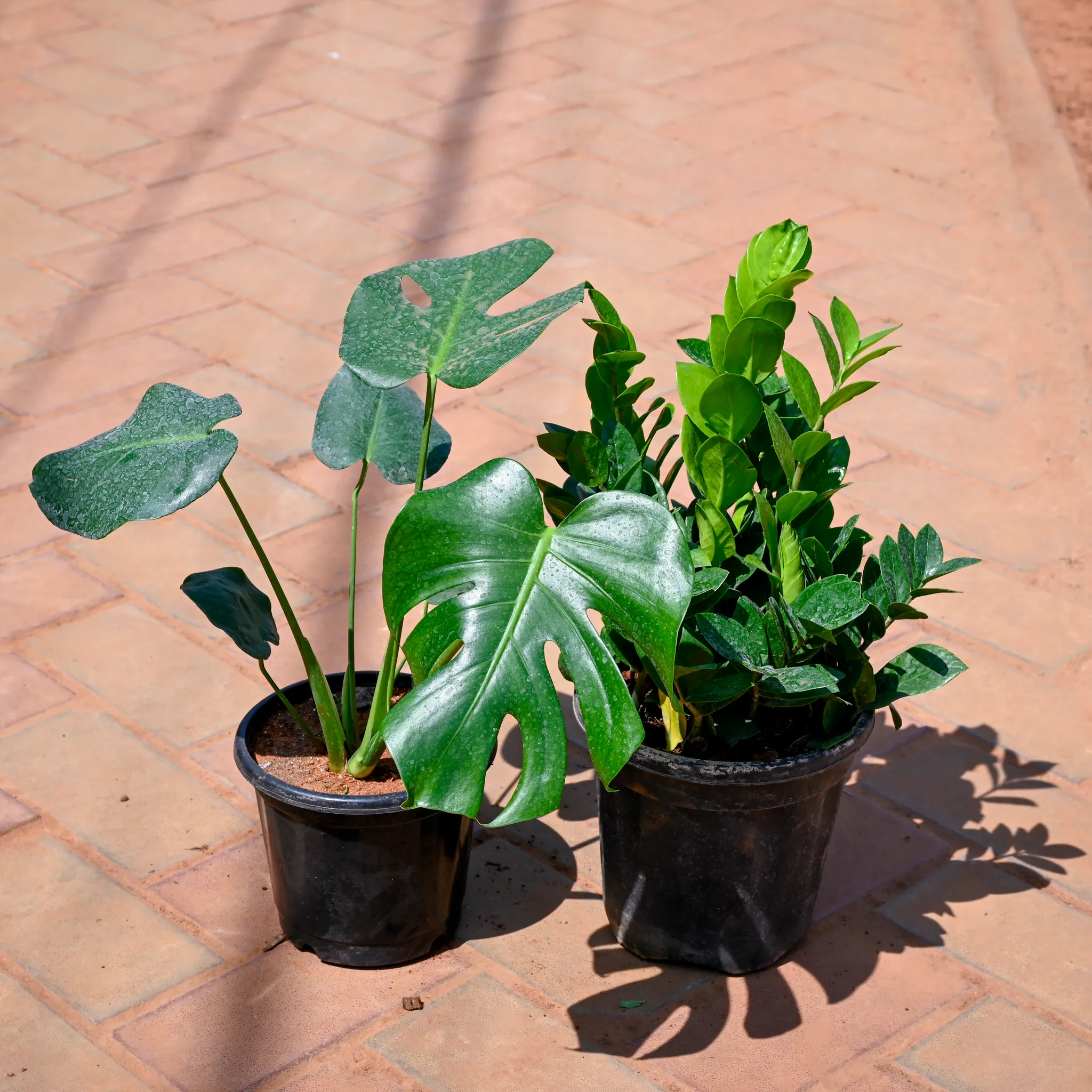 Set of 2 - Monstera Deliciosa & Zz Plant in 7 Inch Nursery Pot
