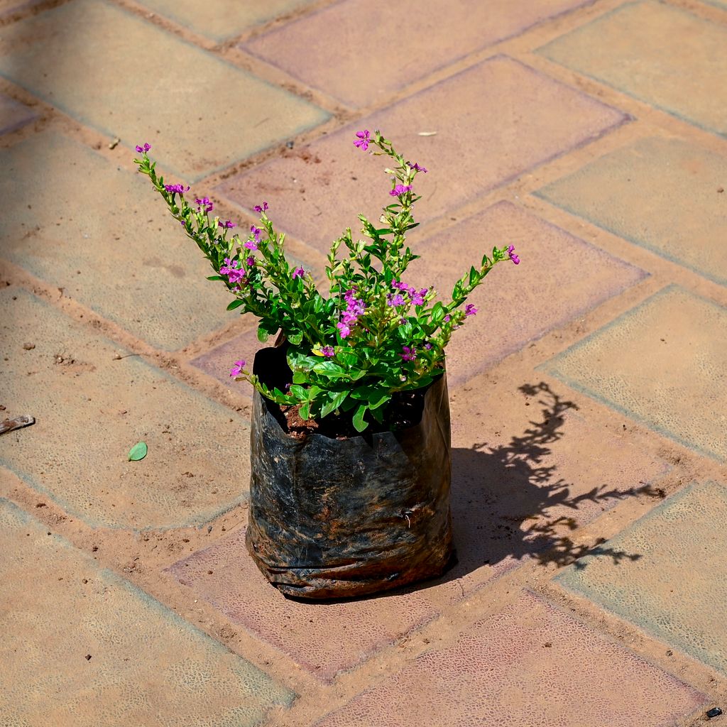 Buy Cuphea / False Heather Pink in 4 Inch Nursery bag Online | Urvann.com Cuphea / False Heather Pink in 4 Inch Nursery bag