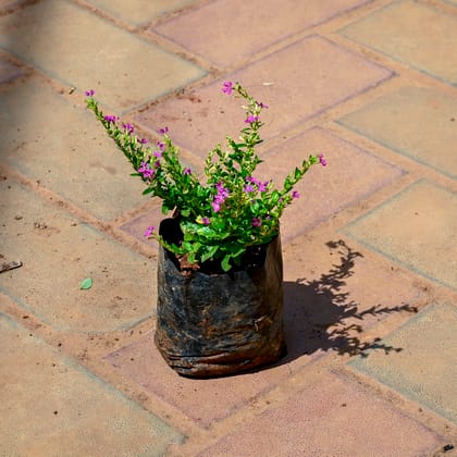 Buy Cuphea / False Heather Pink in 4 Inch Nursery bag Online | Urvann.com