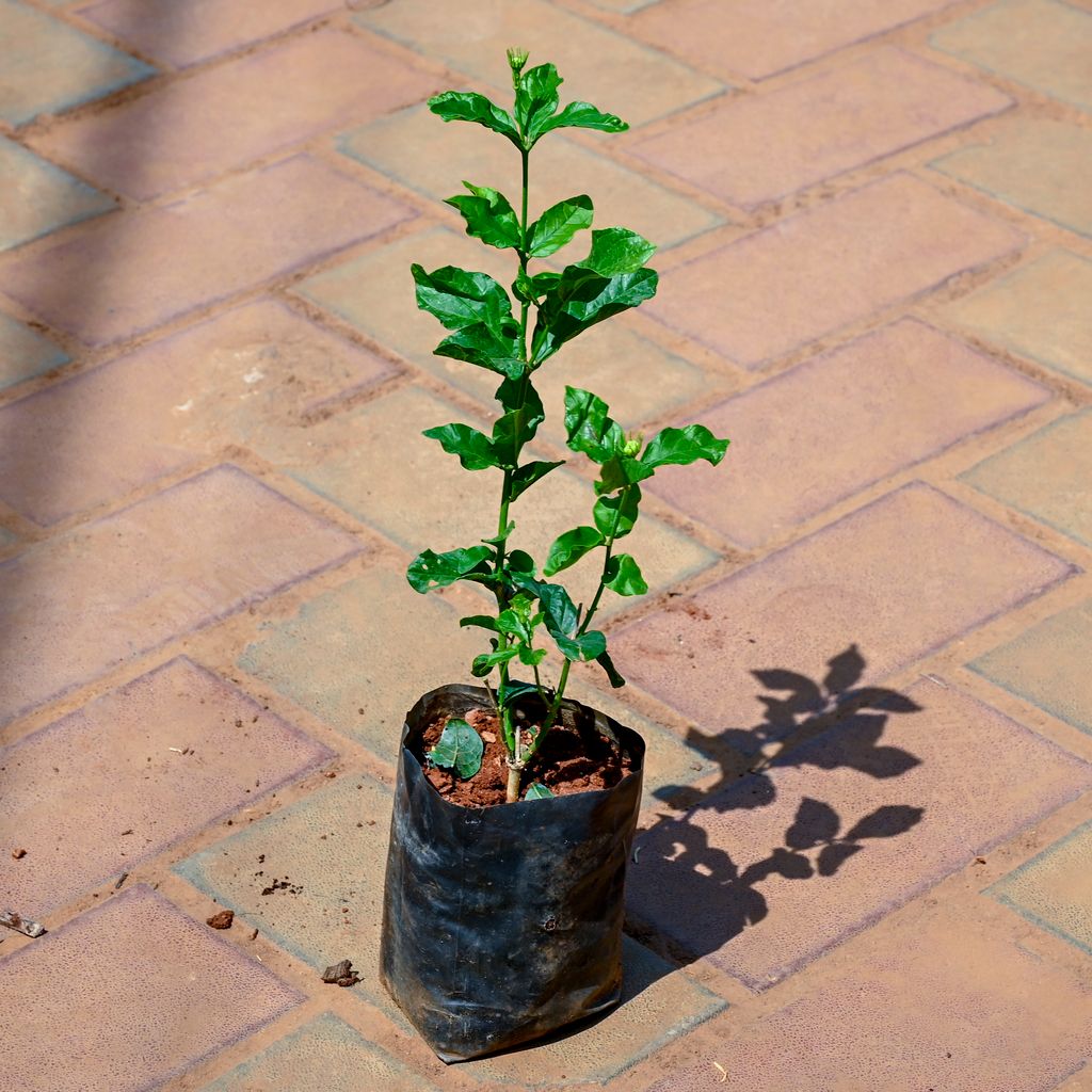 Mogra / Jasmine (Any Colour) in 4 Inch Nursery bag Online | Urvann.com Mogra / Jasmine (Any Colour) in 4 Inch Nursery bag
