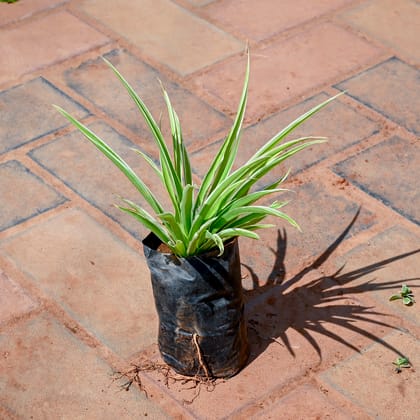 Buy Spider Plant in 4 Inch Nursery bag Online | Urvann.com