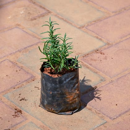 Buy Rosemary in 4 Inch Nursery bag Online | Urvann.com