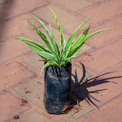 Spider Plant in 4 Inch Nursery bag