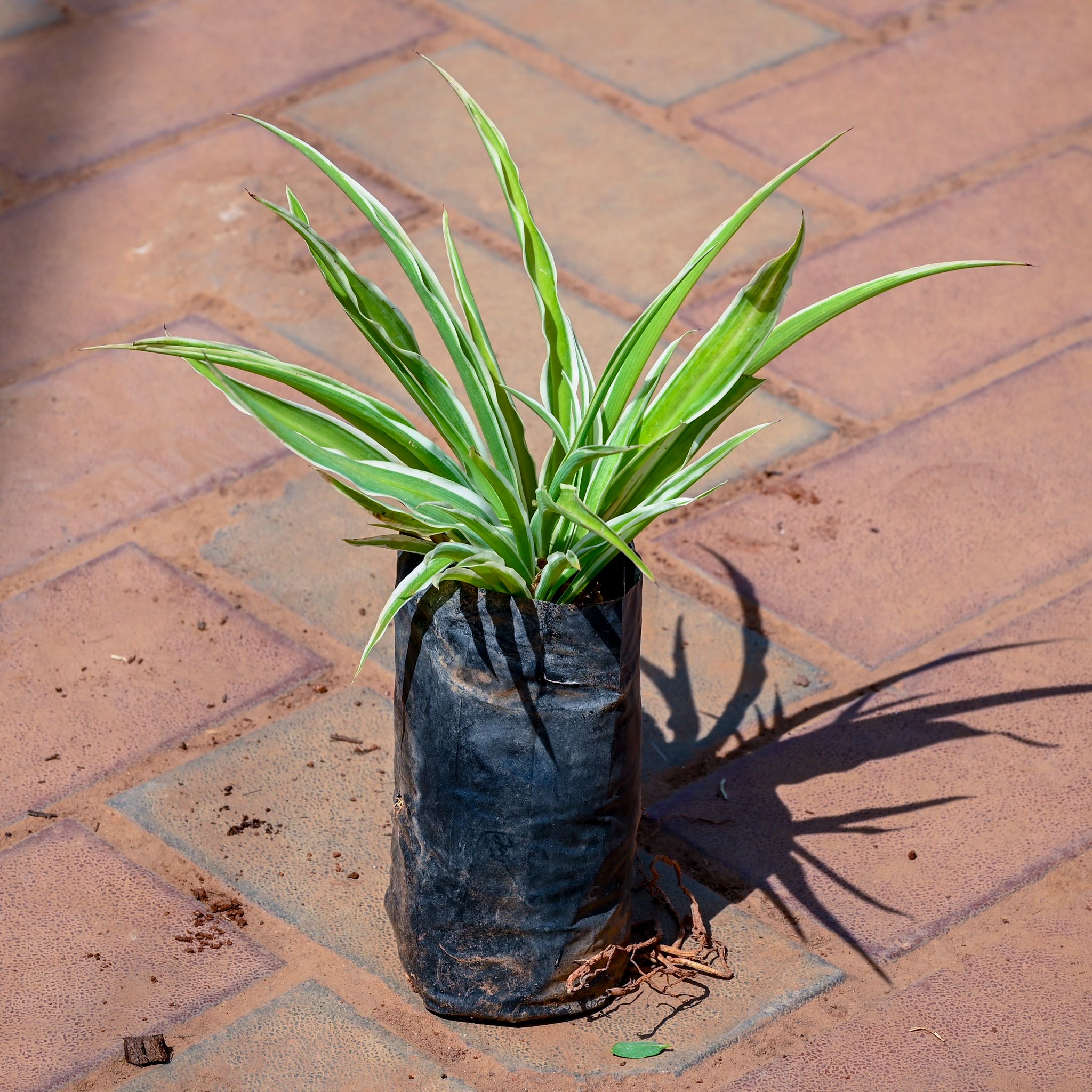 Spider Plant in 4 Inch Nursery bag
