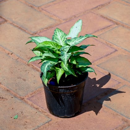 Buy Syngonium in 4 Inch Nursery Pot Online | Urvann.com