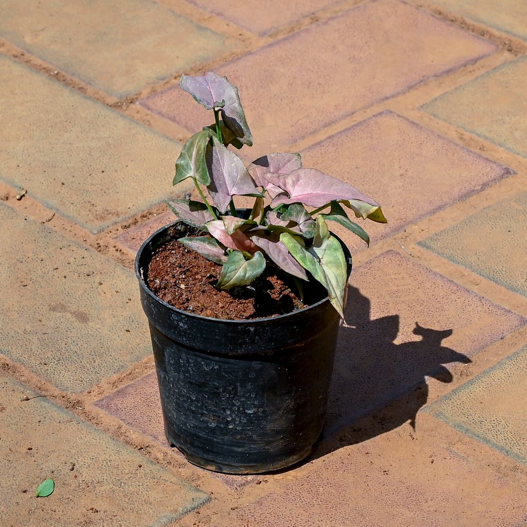 Syngonium Pink in 4 Inch Nursery Pot