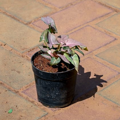 Buy Syngonium Pink in 4 Inch Nursery Pot Online | Urvann.com