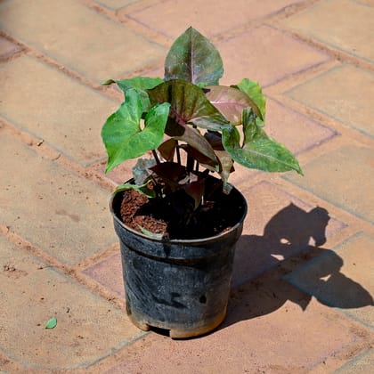 Buy Syngonium Black in 4 Inch Nursery Pot Online | Urvann.com