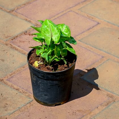 Buy Syngonium Yellow in 4 Inch Nursery Pot Online | Urvann.com