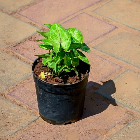 Syngonium Yellow in 4 Inch Nursery Pot