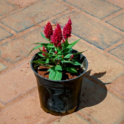 Buy Celosia / Cockscomb (Any Colour) in 4 Inch Nursery Pot Online | Urvann.com