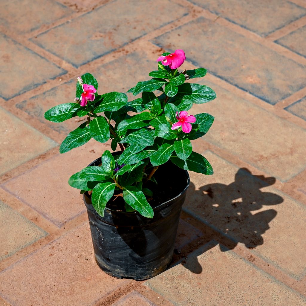 Buy Periwinkle / Sadabahar / Vinca (Any Colour) in 4 Inch Nursery Pot Online | Urvann.com Periwinkle / Sadabahar / Vinca (Any Colour) in 4 Inch Nursery Pot