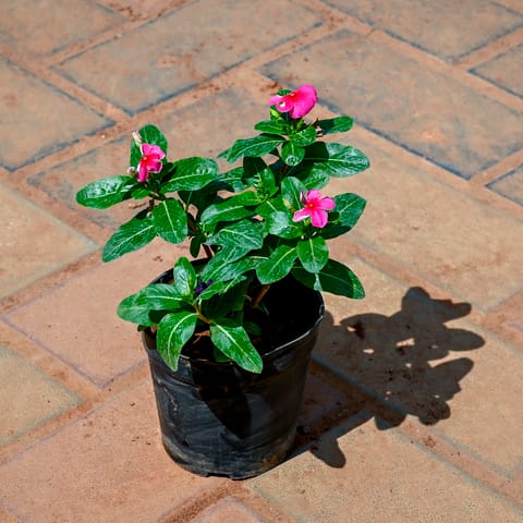 Periwinkle / Sadabahar / Vinca (Any Colour)  in 4 Inch Nursery Pot