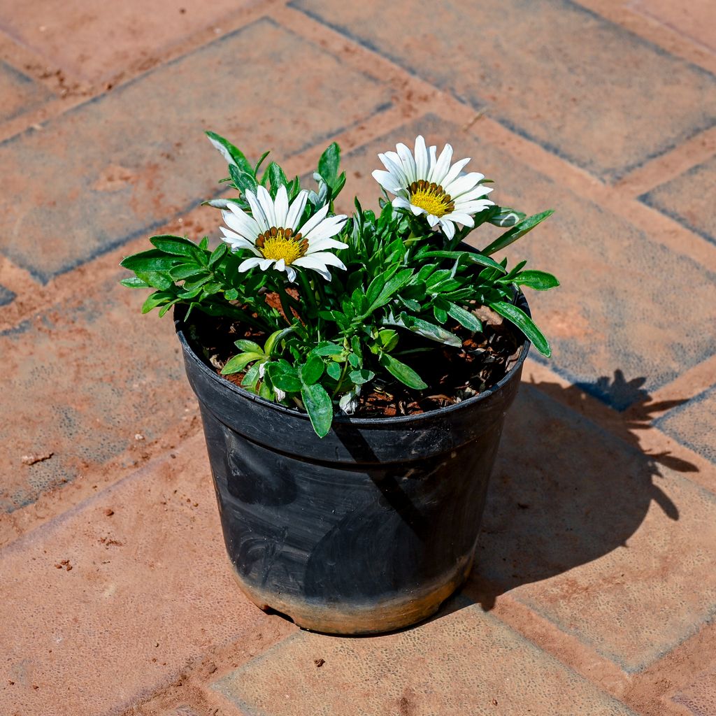 Gazania (Any Colour) in 4 Inch Nursery Pot