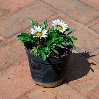 Buy Gazania (Any Colour) in 4 Inch Nursery Pot Online | Urvann.com