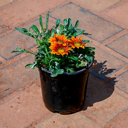 Buy Gazania (Any Colour) in 4 Inch Nursery Pot Online | Urvann.com