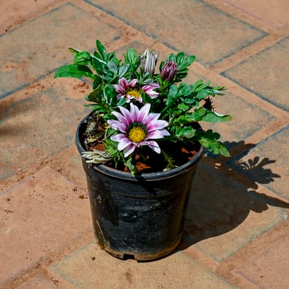 Buy Gazania (Any Colour) in 4 Inch Nursery Pot Online | Urvann.com