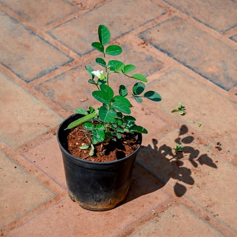 Aparajita (Any Colour) in 4 Inch Nursery Pot