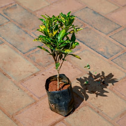 Buy Baby Croton in 4 Inch Nursery bag Online | Urvann.com