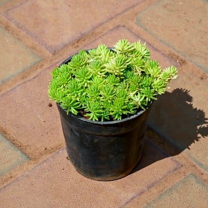 Buy Sedum Succulent in 4 Inch Nursery Pot Online | Urvann.com
