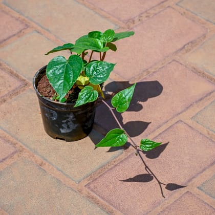 Buy Paan / Betal Leaf in 4 Inch Nursery Pot Online | Urvann.com
